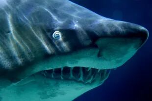 Si bien todavía no se pudo determinar qué tipo de tiburón atacó a la adolescente, hay algunas pistas. Foto: tiburón tigre de arena