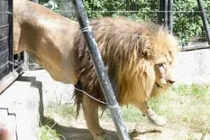 Tras la muerte de Nicolás, el zoo de La Plata se queda sin leones