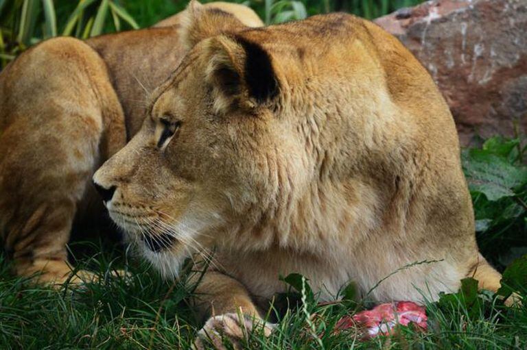 No todos los animales del zoo South Lakes Safari tienen el aspecto saludable de este león, según pudieron confirmar los inspectores