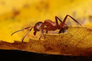 El sorpresivo caso de las hormigas caníbales encontradas en un búnker nuclear