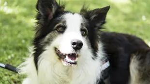Albatrox está entrenado para detectar veneno en los parques y evitar que afecte a otros perros
