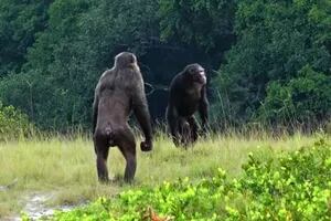 Una ola de ataques de chimpancés a gorilas preocupa a los científicos