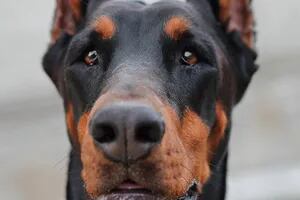 Titán, el perro que sufría un “trauma emocional” y fue tratado con aceite de cannabis