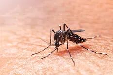 Cuáles son los síntomas del dengue