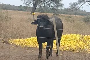 Uno de los búfalos mientras se alimenta con limones