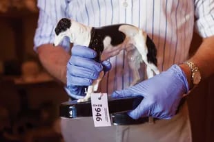 Los perros de porcelana tuvieron su momento de gloria en 2018 con la primera muestra dog friendly
