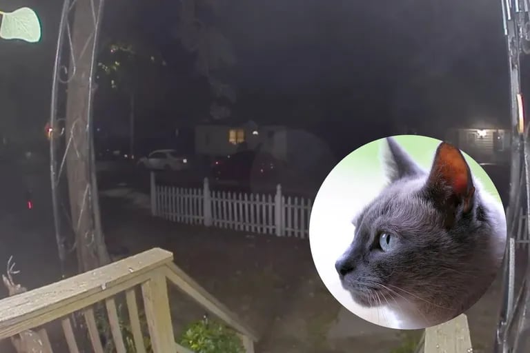 Un gatto perso a New York è tornato a casa e ha suonato il campanello, e ora è diventato virale