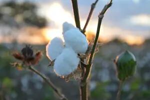 Exportan a Paraguay semillas de algodón desarrolladas por el INTA