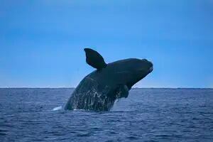 La playa para ver ballenas y una imperdible experiencia para vencer el miedo