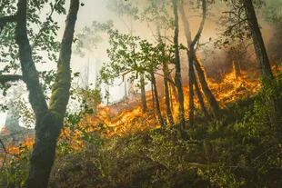 En los incendios forestales de 2021 se perdió el equivalente a alrededor de 16 canchas de fútbol de árboles por minuto (Foto: Pixabay)