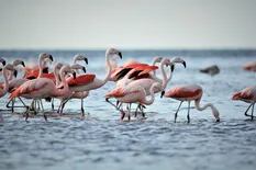 Flamencos. Son monógamos, de color rosado y coparon la laguna de Mar Chiquita