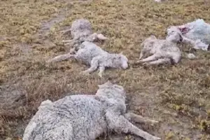 Más de 150 ovejas aparecieron muertas en un campo de Chubut