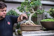 Cómo se hace y se cuida un bonsái