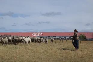 En los momentos de auge de la lana, en 1997, se esquilaban 21.000 ovinos. Actualmente en el campo quedan 5500 porque están reorientando hacia la producción vacuna