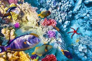 La vida en el mar con corales y peces tropicales