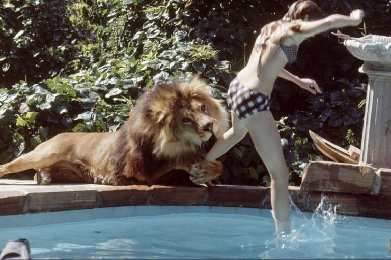 En el film de 1981, su director y actor Noel Marshall, su exmujer y protagonista Tippi Hedren y su hijastra Melanie Griffith sufrieron heridas a manos de animales; se estima que más de 100 personas del equipo fueron gravemente lastimadas