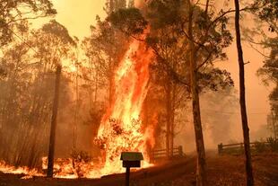 Las llamas devoraron más de 335.000 hectáreas