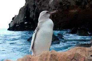 Un raro pingüino blanco descubierto en las Islas Galápagos
