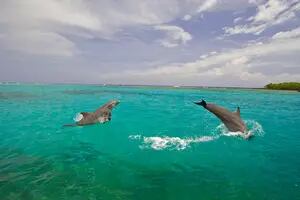 Día de la Tierra: la isla en la que los delfines le ganaron al plástico
