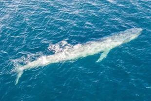 Los ejemplares de ballena azul pigmea tiene unos 25 metros de longitud, pero a pesar de ello son muy difíciles de encontrar en la inmensidad oceánica