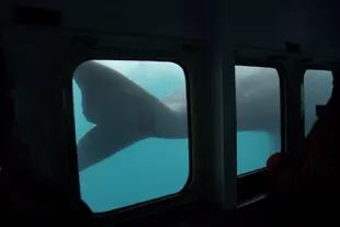 Los turistas disfrutan del avistaje submarino de ballenas en Puerto Pirámides, a bordo de la embarcación Yellow Submarine