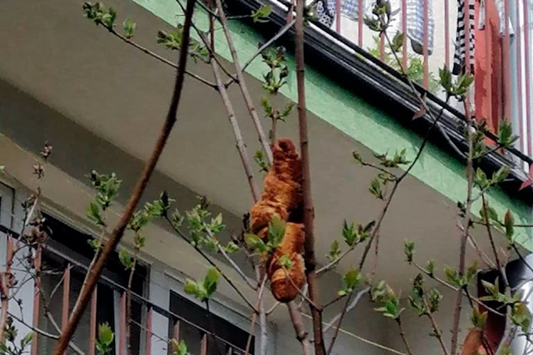 La "bestia del árbol" que aterrorizó a todo un barrio y que escondía un secreto