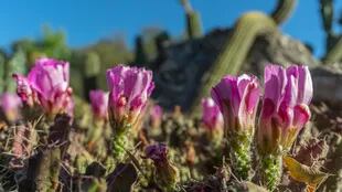 Una increíble colección de cactus traída desde Jujuy se destaca entre otras especies