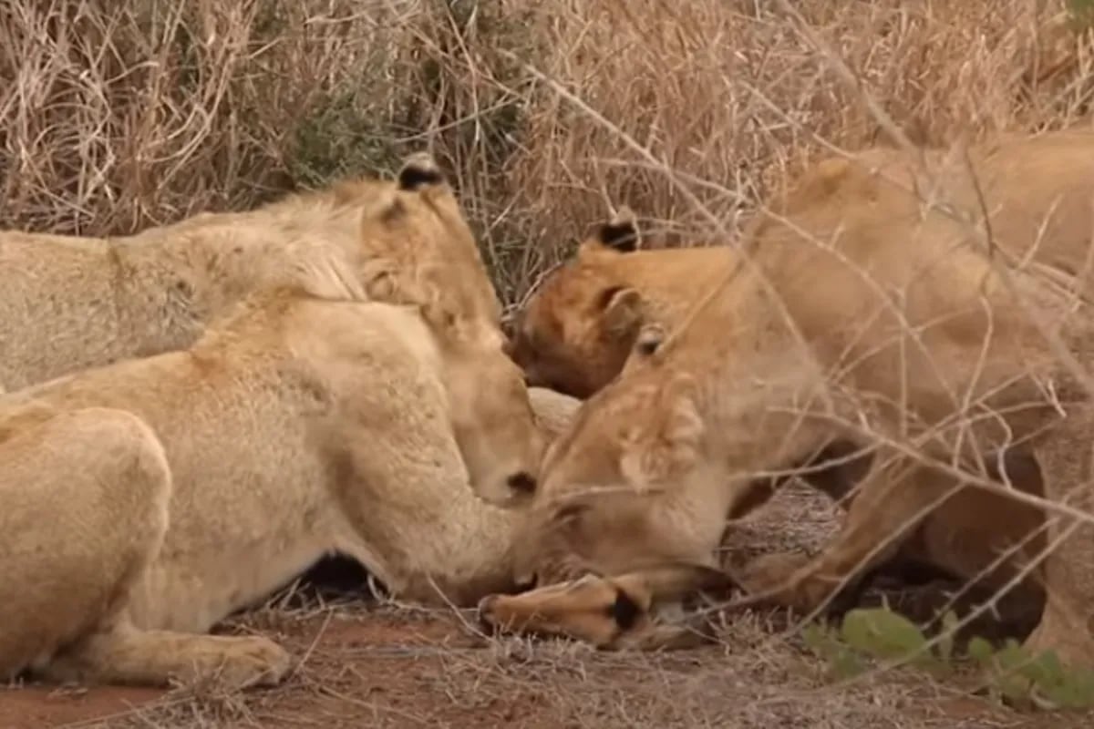 Video: el momento en que leonas hacen una emboscada a una manada de  antílopes - LA NACION