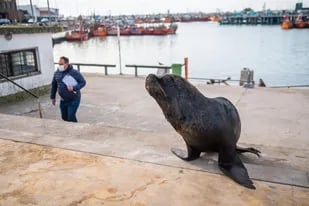 El arduo plan para que los lobos marinos abandonen las calles interiores del puerto de Mar del Plata