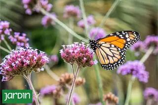 Las 10 plantas que llenarán de mariposas tu jardín