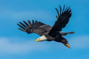 El águila calva estuvo a punto de extinguirse en Estados Unidos a fines del siglo XX pero su población se estabilizó