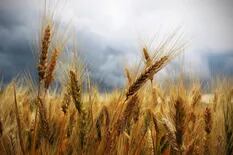 Fuerte caída del trigo por las gestiones para sacar los granos retenidos en Ucrania