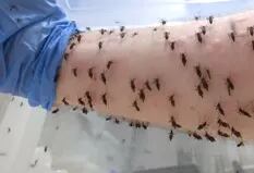 Para combatir al dengue, un científico se deja picar por miles de mosquitos