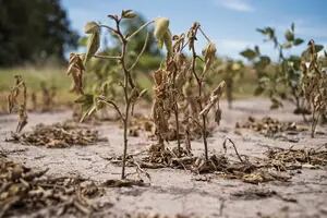 La sequía argentina, entre los 10 fenómenos climáticos más destructivos del año