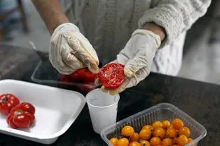En el Instituto de Genética, ubicado a un costado del predio de Agronomía, separan las semillas de los tomates con sabor. 