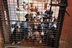 La cruel realidad que se esconde detrás de la clausura de tres criaderos de perros en menos de un mes
