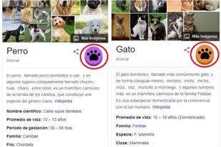 ¿Qué pasa su buscás "perro" o "gato" en Google (Foto: Captura de Google)