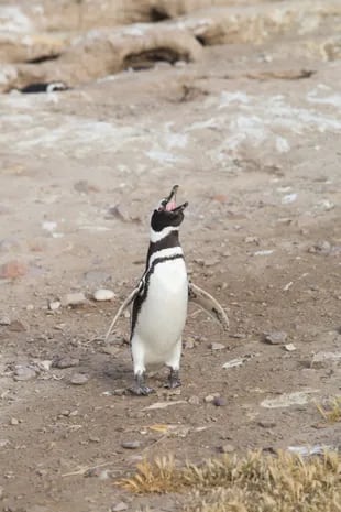 Pinguino magallánico en Dos Bahías.