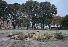 Ciudad: Talaron un histórico ombú del Paseo del Bajo por daños en su estructura