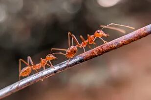 Demuestran cómo las hormigas se transmiten información entre sí