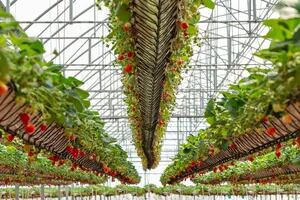 Hidroponía: frutas y hortalizas para estar más cerca de los consumidores