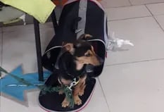 El Senasa retuvo a un perro en Ezeiza por una vacuna vencida hace 8 días