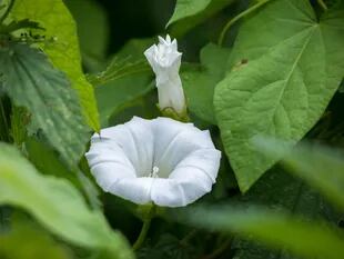 Impomea alba: las flores blancas que se abren de noche son maravillosas. Es muy invasora, hay que mantenerla controlada