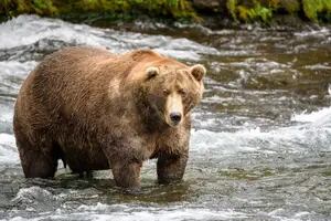 Obesidad: ¿por qué a los osos el sobrepeso no les trae problemas de salud?