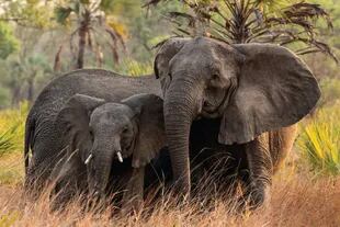 El comportamiento de los elefantes sigue asombrando a los científicos