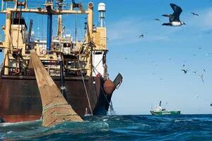 Greenpeace alerta sobre el estado del Mar Argentino: "Parece un bosque arrasado"