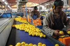 El limón argentino perdió competitividad y se espera una baja en la producción en próximas campañas