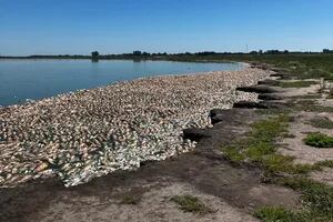 Masiva muerte de peces en ríos y lagunas por la sequía