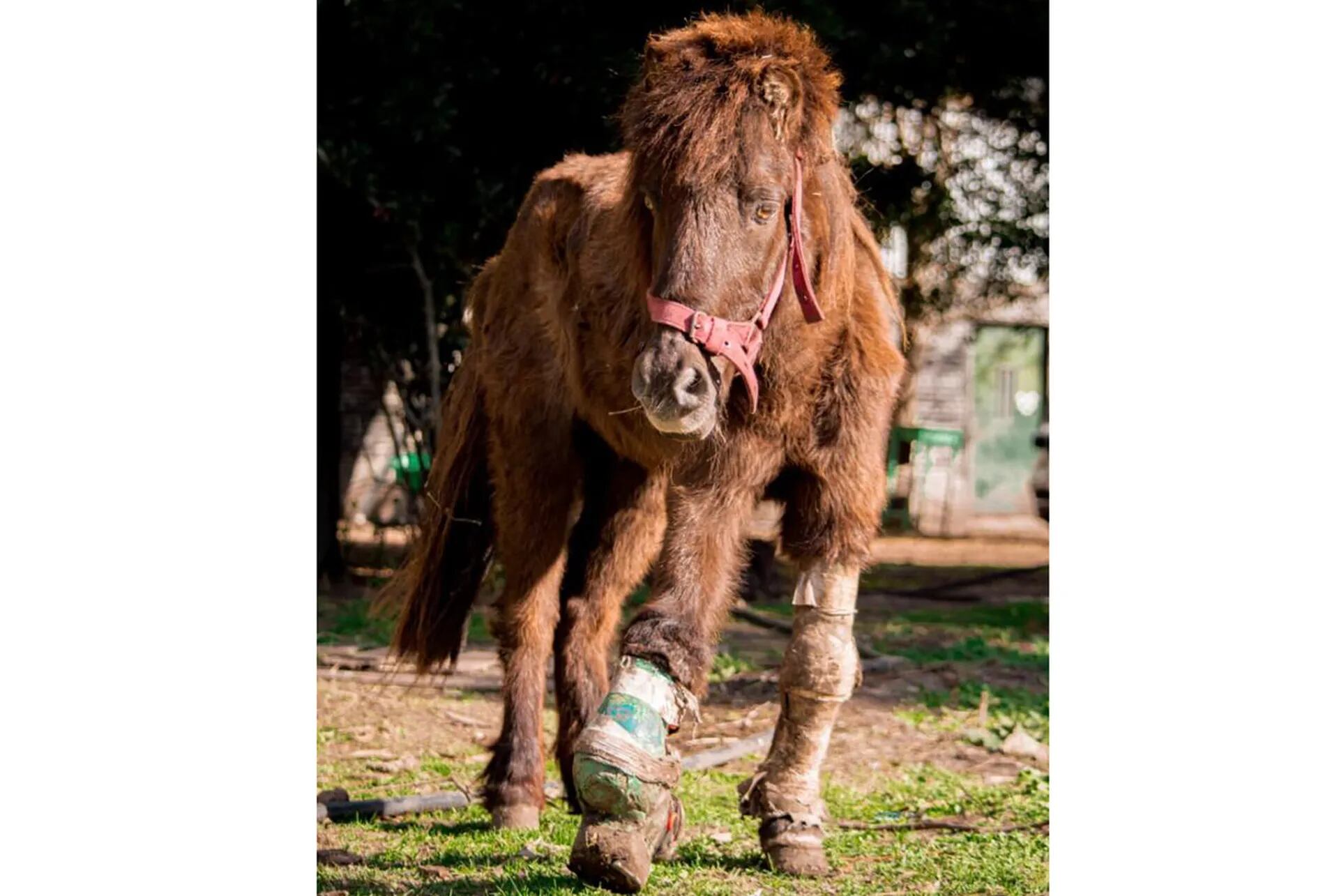 The pony Peregrino was ridden with a fracture in his head on his right.  Live on CRRE 