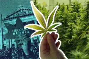 Diez números que explican la primera década de legalización de la marihuana